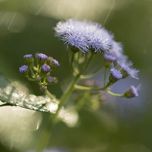 Blue mist flower (Conoclinium coelestinum) is allegedly rabbit-resistant.
