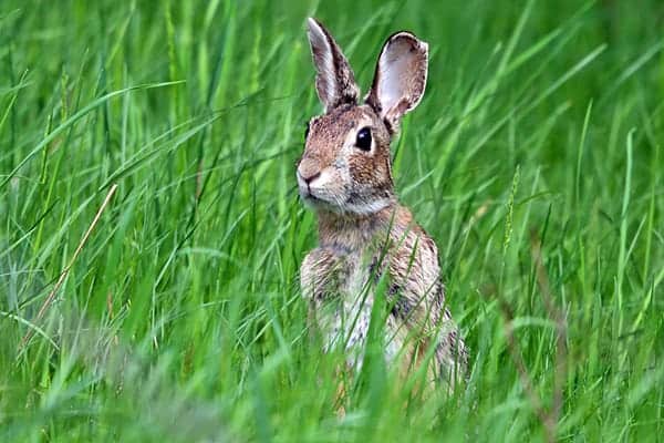 Eastern cottontail rabbits can eat a lot of garden plants.