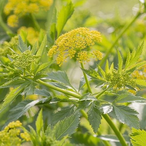 Golden alexander (Zizia aurea) is not preferred by rabbits.