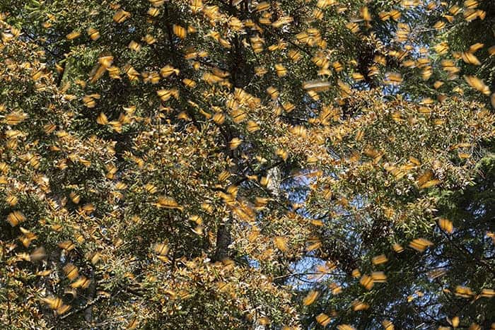 Monarch butterfly wings beat in El Rosario, Mexico.