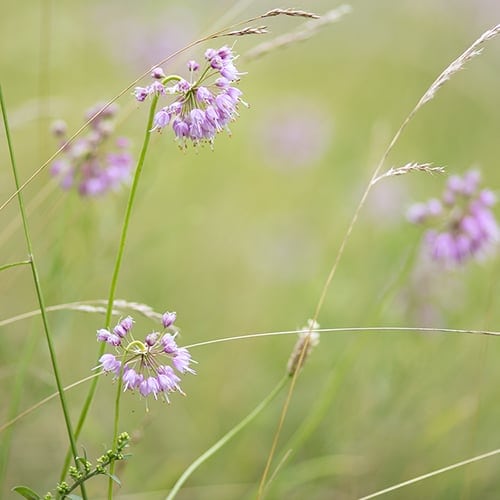 Nodding onion (Allium cernuum) is not preferred by rabbits.