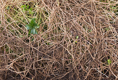 The dense mat of invasive pachysandra roots.
