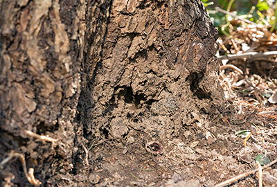 Hickory tree bark rotted from the evergreen invasive pachysandra.