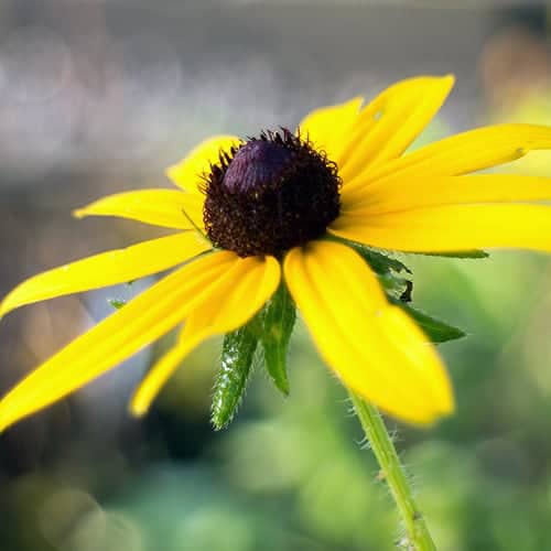 Black-eyed Susan (Rudbeckia hirta) is not preferred by rabbits.